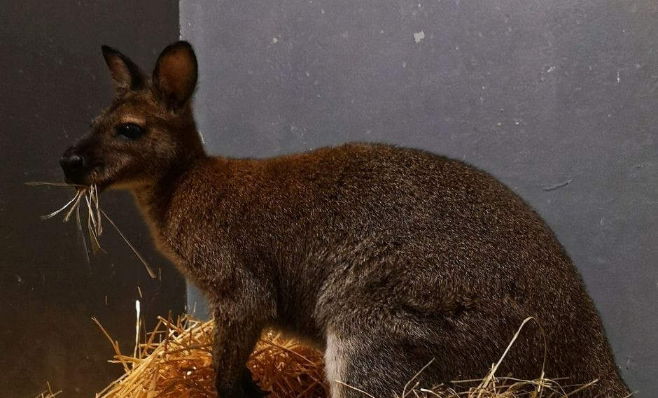 A fővárosi állatkertben vendégeskedik a Csepelen befogott kenguru