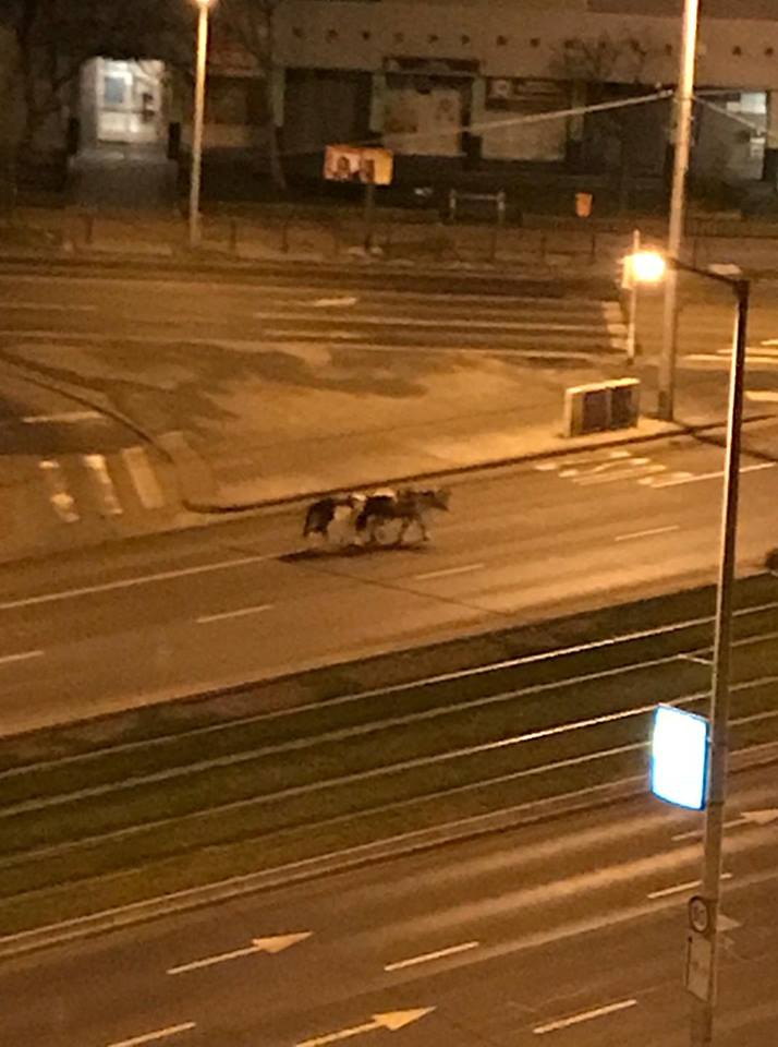 Szökevény pónik randalíroztak Budapest utcáin - videó