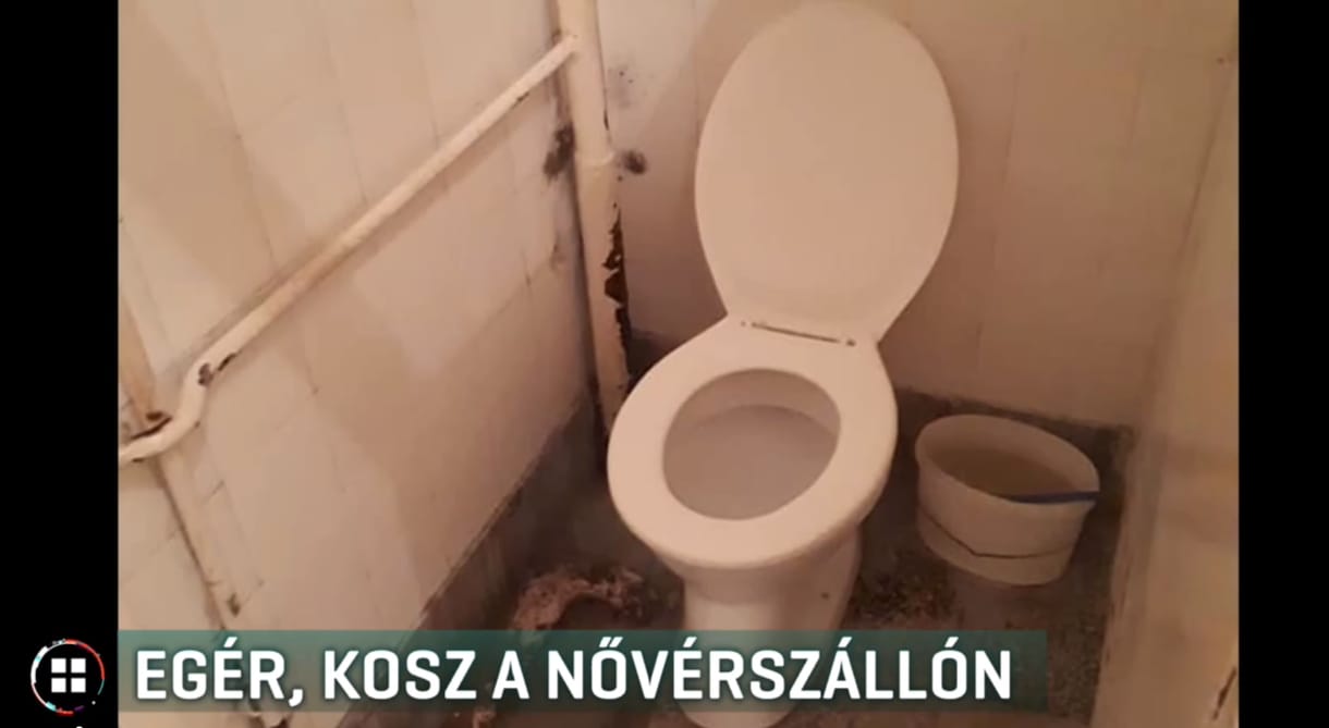 Egér esett a fejére a nővérszállón – borzasztó állapotokról beszél egy egészségügyi dolgozó