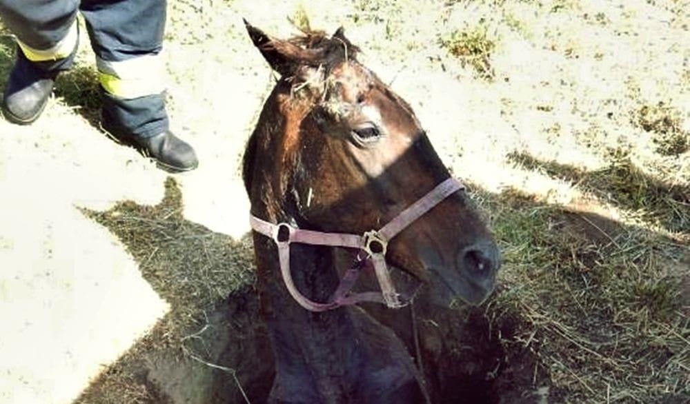 Fotó: Csak a feje látszott ki a gödörbe esett lónak, a tűzoltók szedték ki