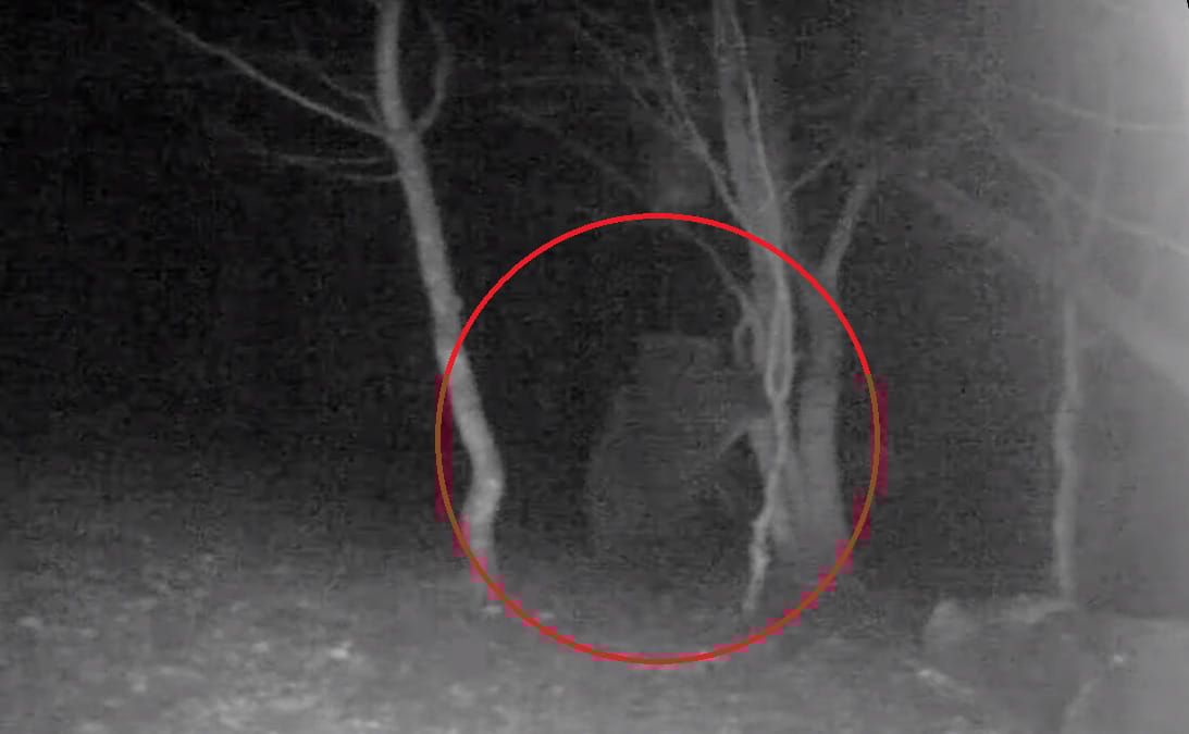 Medvét vettek videóra az Aggteleki Nemzeti Parkban