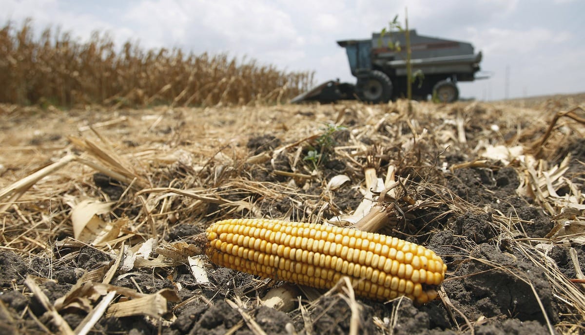 GMO-eljárás: Varga Mihály szerint szakmai a kérdés