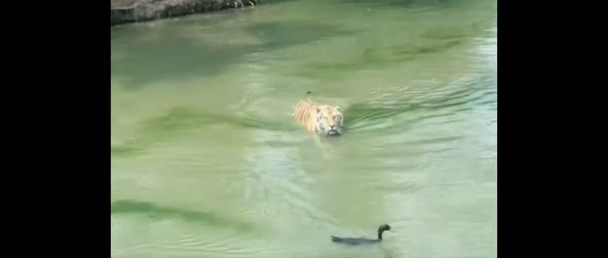 Elképesztő trükkel járt túl egy kacsa a rá vadászó tigris eszén – videó