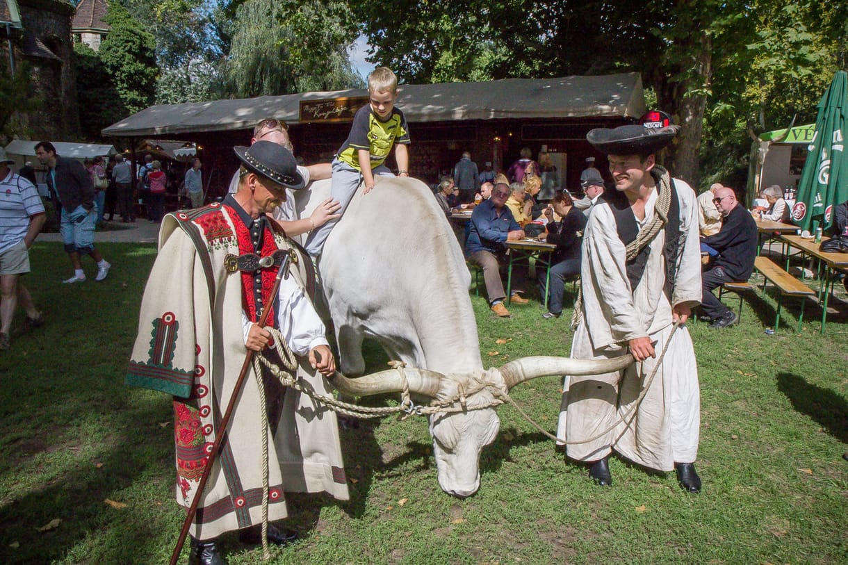 Bevonult a magyar szürke Vajdahunyad várába