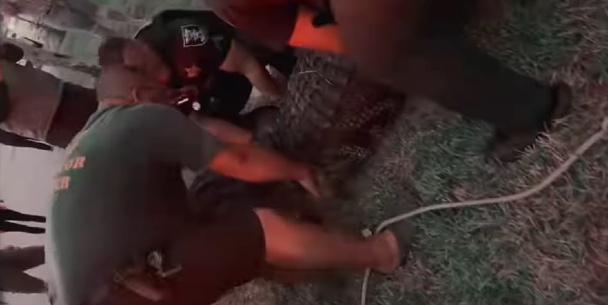Bevásárlóközpont parkolójába merészkedett egy hatalmas aligátor Floridában – videó