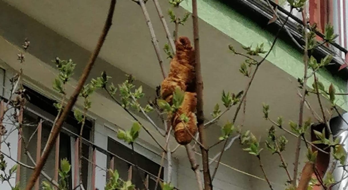 Fán lógó croissant tartotta rettegésben egy krakkói ház lakóit