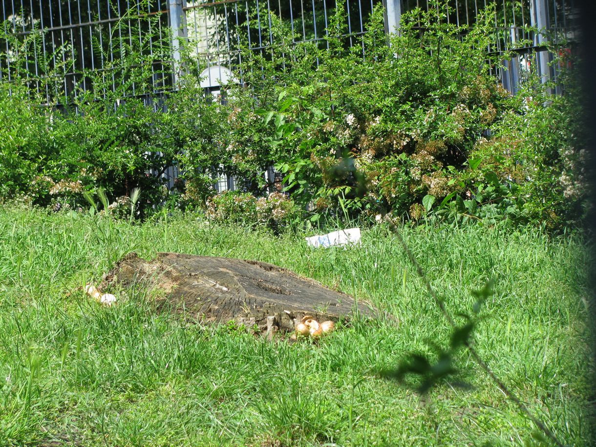 Emlékhely a Klauzál téren