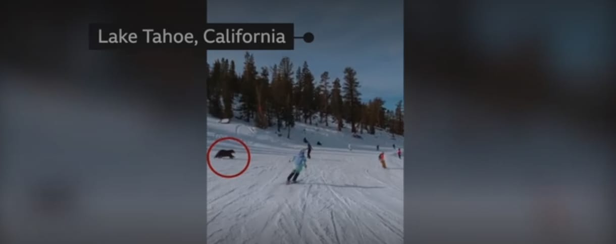 Centiken múlt, hogy nem ütközött a medvével ez a síelő – videó
