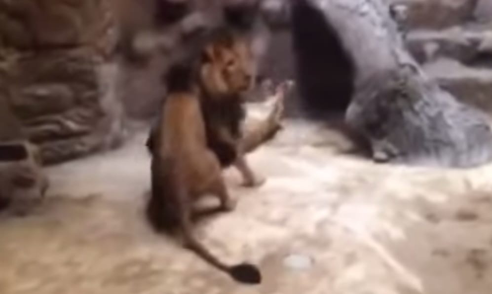 Videó: A látogatók előtt ölte meg társát egy oroszlán