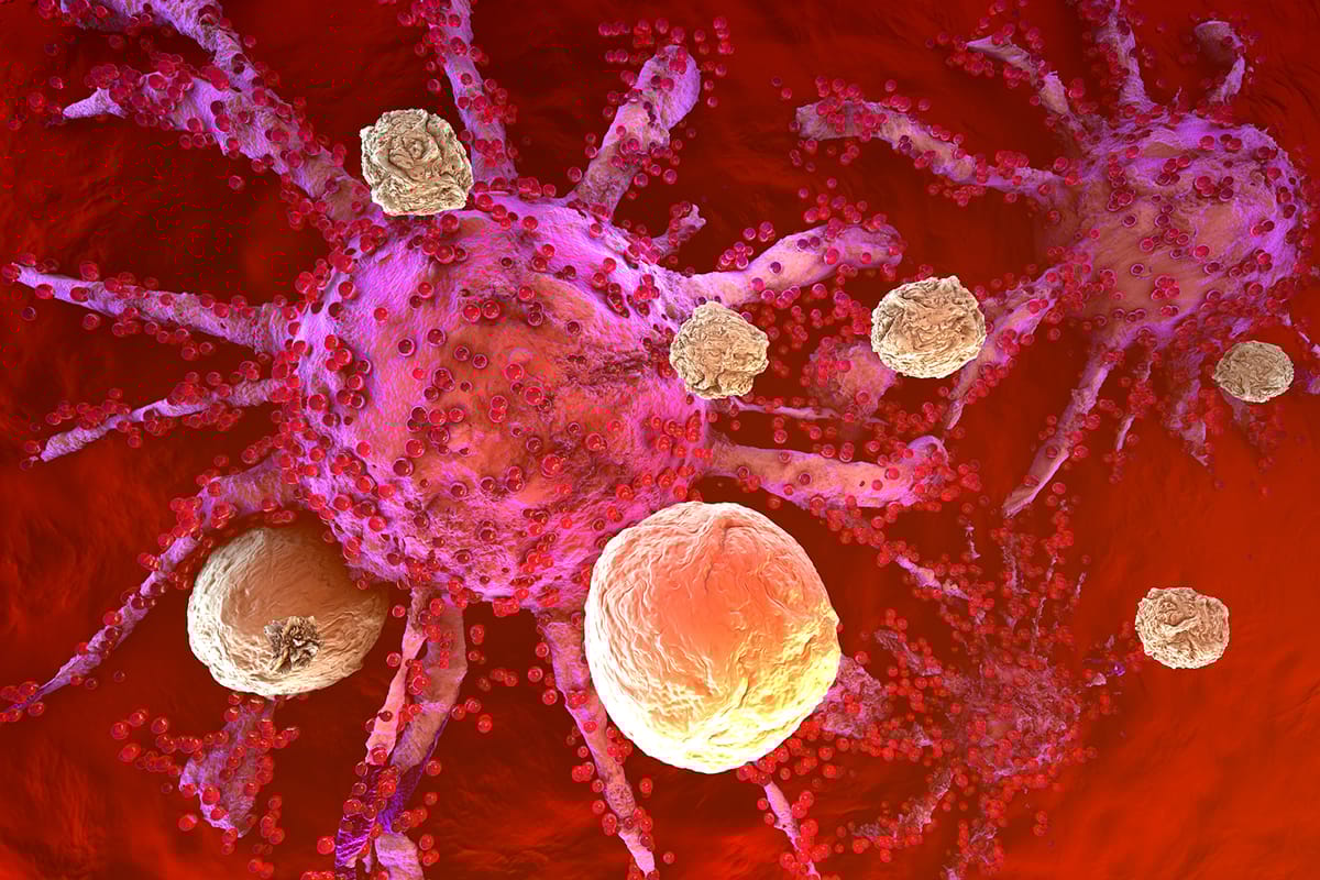 Megszámolták az ember összes immunsejtjét: mennyi van belőlük, mennyit nyomnak és hol találhatók?