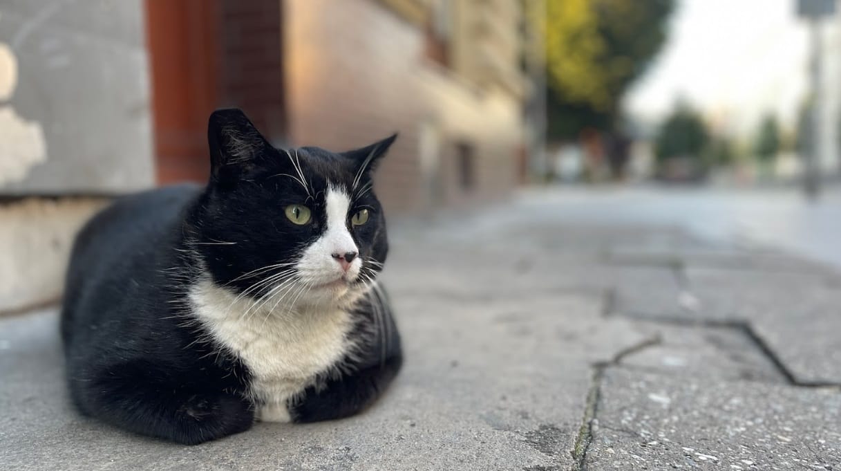Egy macska lett a legnagyobb turistalátványosság egy lengyelországi városban