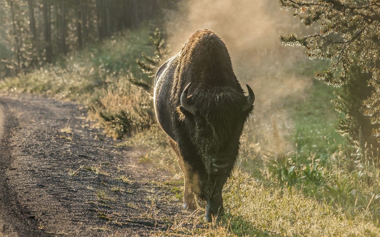 Bölény öklelt fel egy férfit a Yellowstone Nemzeti Parkban