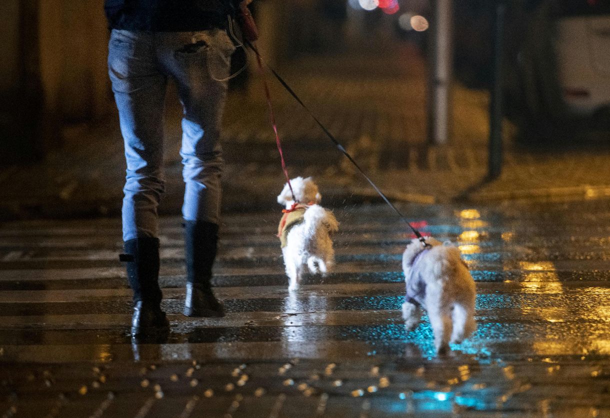Kutya póráz nélkül? Brutális összegű büntetést is könnyen össze lehet szedni
