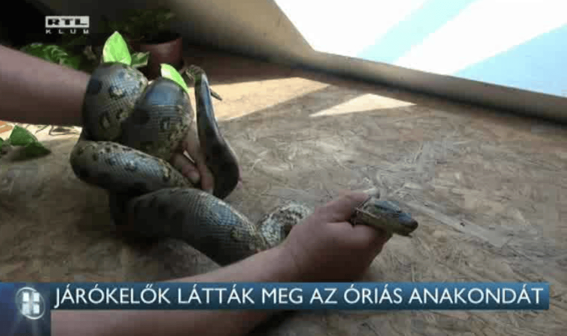 Veszélyes anakondát fogtak a XVIII. kerületben