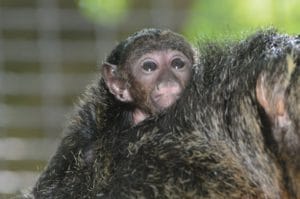 32 napon át kísérleteztek három állatkerti majommal, gondolatébresztő eredmény született