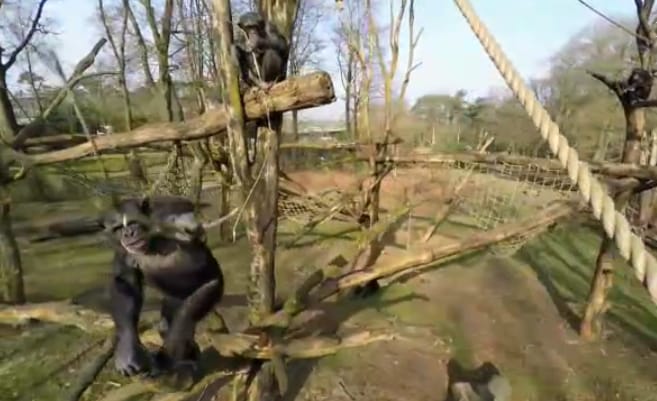Videó: Pillanatok alatt leszedett egy drónt a levegőből a kíváncsi csimpánz
