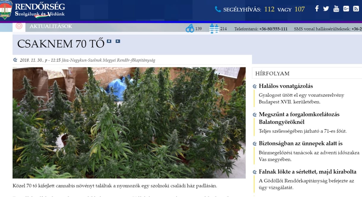 Kannabisz vagy karácsonyfa? Az itt a kérdés