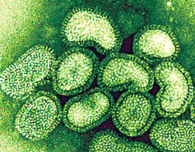 Modellezték a H1N1 létrejöttét