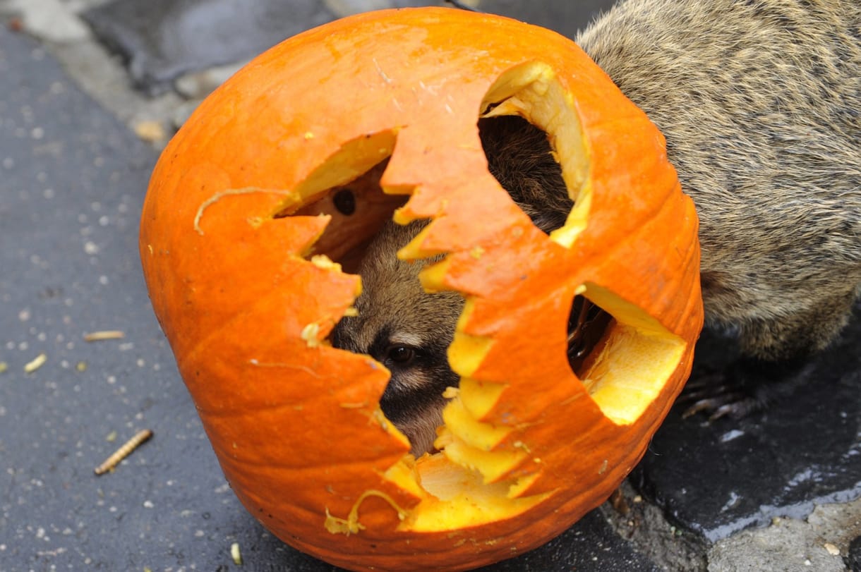 Eléggé nyomasztónak ígérkezik Halloween napja