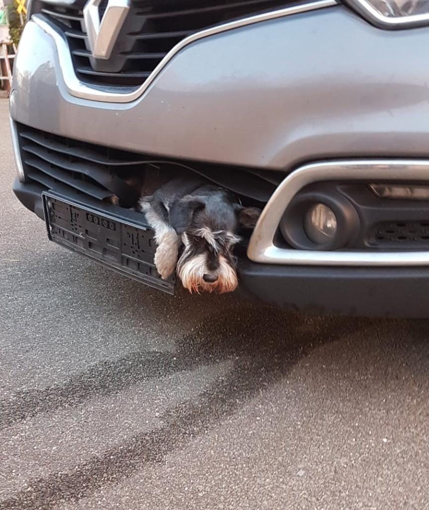 Nem vette észre egy autós, hogy egy kutya szorult a hűtőrácsába