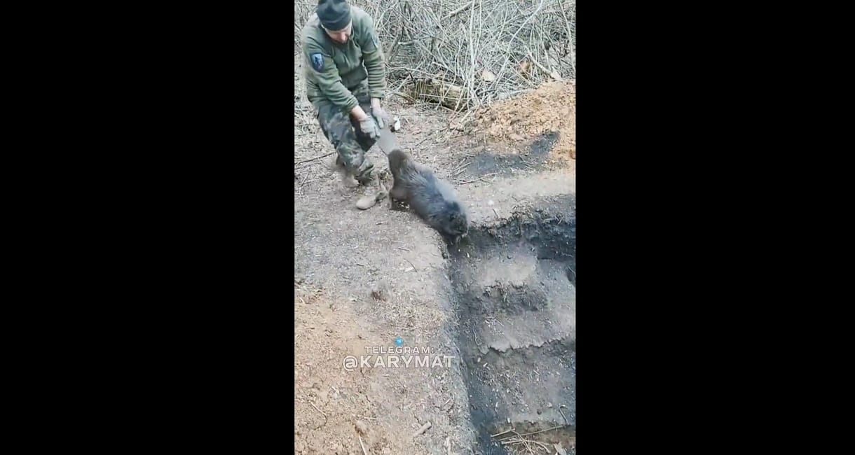 Egy makacs hóddal gyűlt meg a bajuk az ukrán katonáknak a frontvonalon