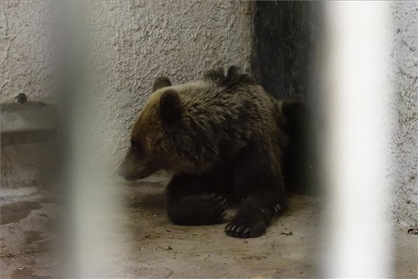 Medve támadt két fiatalra egy romániai állatkertben, mert bemásztak a ketrecébe