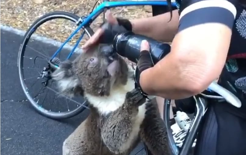 Kerékpárostól kunyerált inni a kiszáradt koala – videó