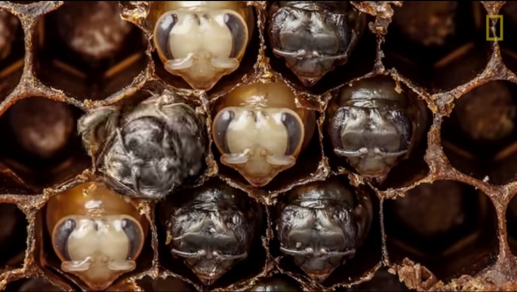 Lenyűgöző videó: így lesz a petéből kifejlett méh