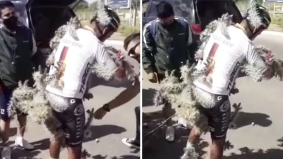 Több ezer tüskét szedtek ki a kaktuszba esett biciklisből