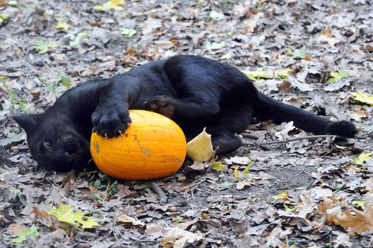 A nap képe: jaguárkölyök a Szegedi Vadasparkban Halloween-tökkel játszik