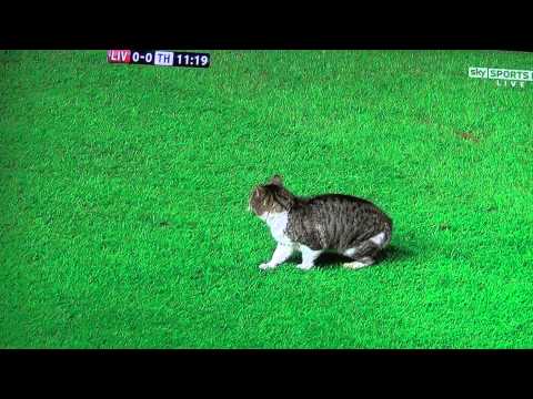 Videó: macska zavarta meg a Liverpool meccsét