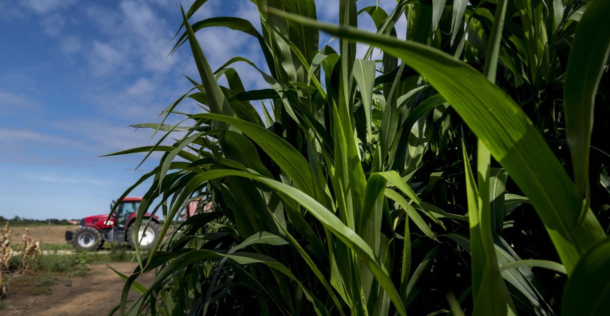 Tovább gyarapodik Mészáros agrárbirodalma