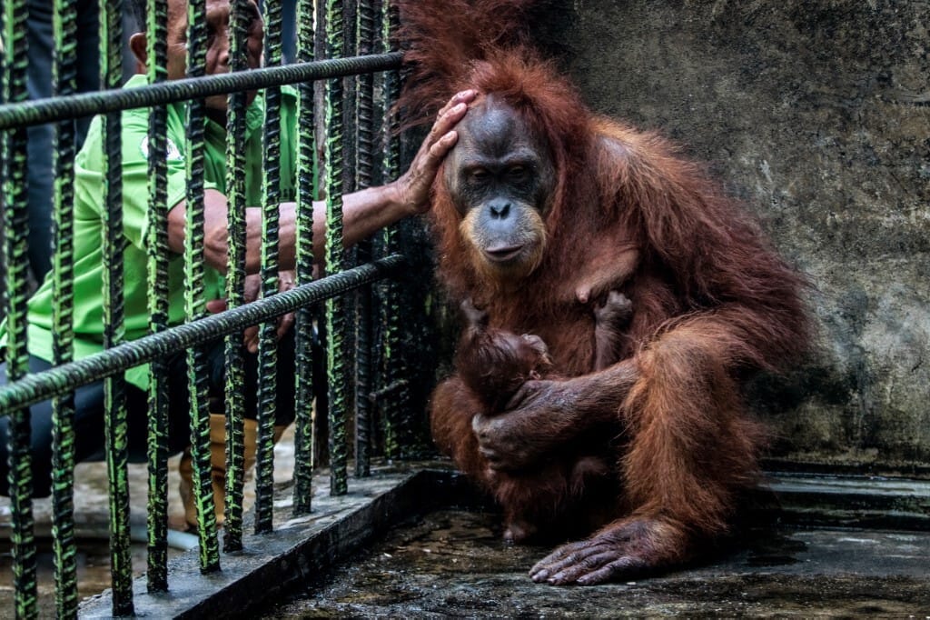 Elszabadultak az orangutánok a frankfurti állatkertben, evakuálták a látogatókat
