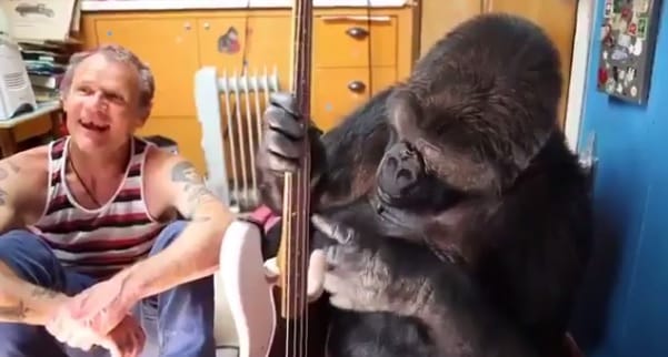 A Red Hot Chili Peppers basszerosával játszott Koko, a gorilla – videó
