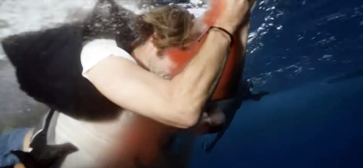 Szándékosan a cápák közé ugrott a Jackass tagja, megharapta az egyik