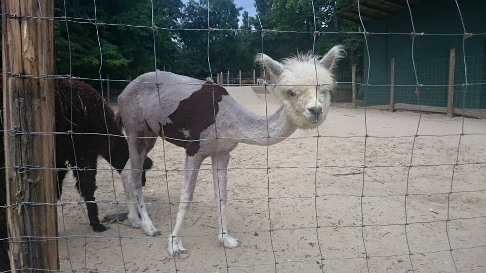 A hétvégén bezár a Vidám Park maradéka is