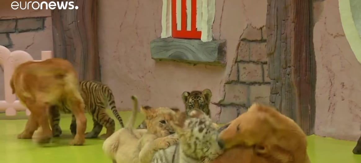 Golden retriever anyuka nevel kistigrist és kisoroszlánt egy pekingi vadasparkban – videó