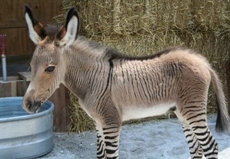Így néz ki egy igazi zebra nappali