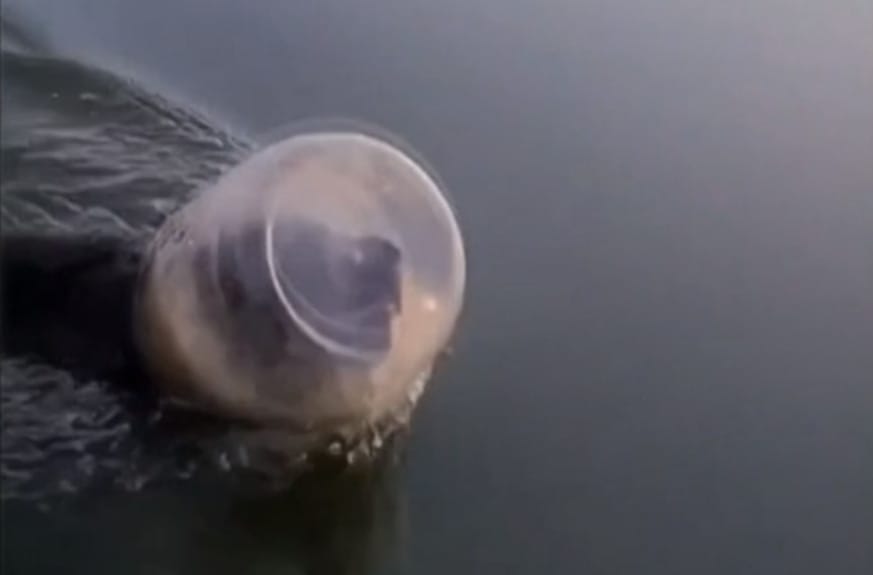 Műanyag bödönbe szorult fejű mackót mentett meg egy család – videó