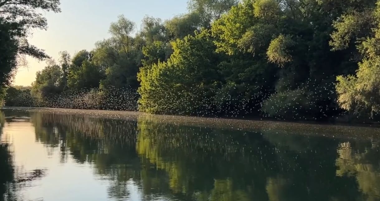 Olyan meleg a tavasz, hogy már most nyüzsögnek a tiszavirágok a Körösön – látványos videón a rajzás