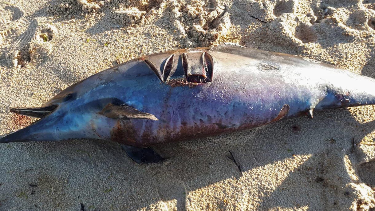 Február óta 279 delfintetemet találtak a Mexikói-öbölben