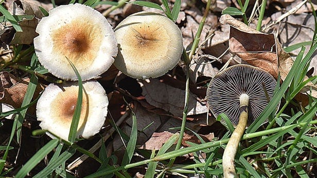 Újabb amerikai városban szabad a vásár a természetes hallucinogének előtt