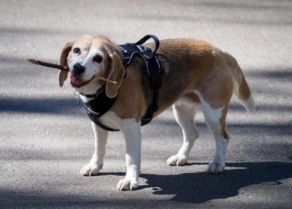 Négyezer beagle-t akart kísérleti kutyának használni egy amerikai cég, otthont keresnek nekik