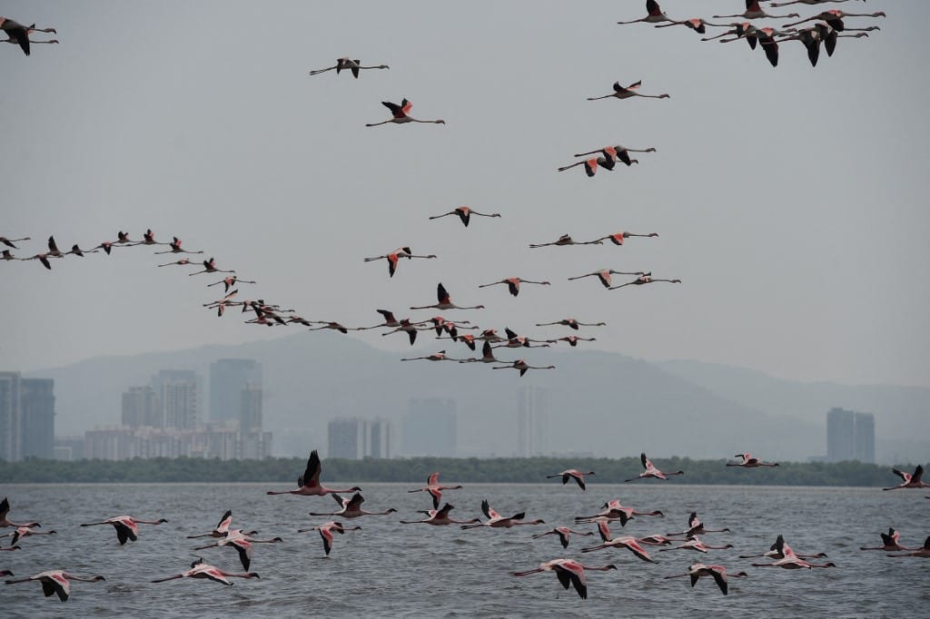 Flamingók tucatjait gázolta el egy utasszállító Mumbaiban