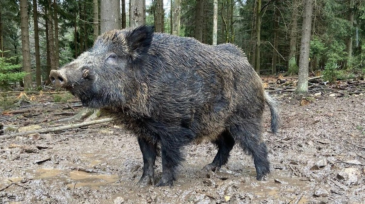 Átnevezték Putyint, a vadkant egy németországi vadasparkban