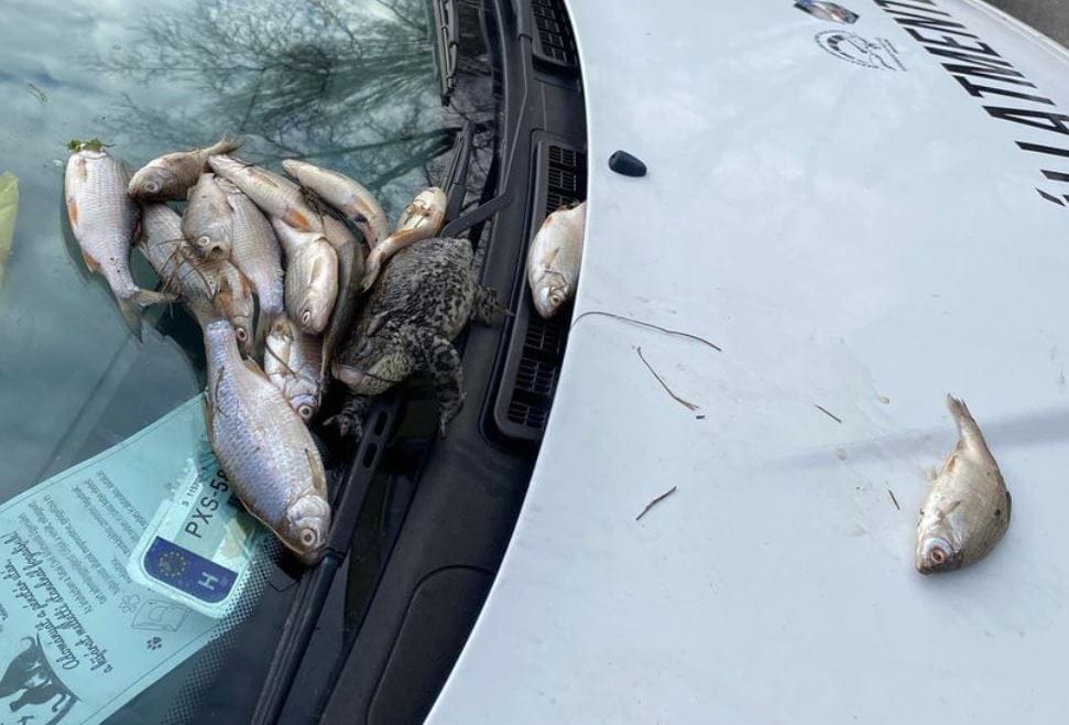 Döglött halakat és békát rakott valaki a tatai állatvédők autójára