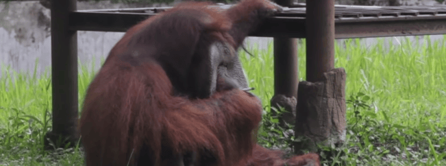 Cigarettázó orangutánt filmeztek le Indonézia rosszhírű állatkertjében