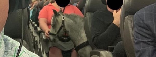 Egy amerikai nő egyszer csak felszállt a repülőgépre egy lóval