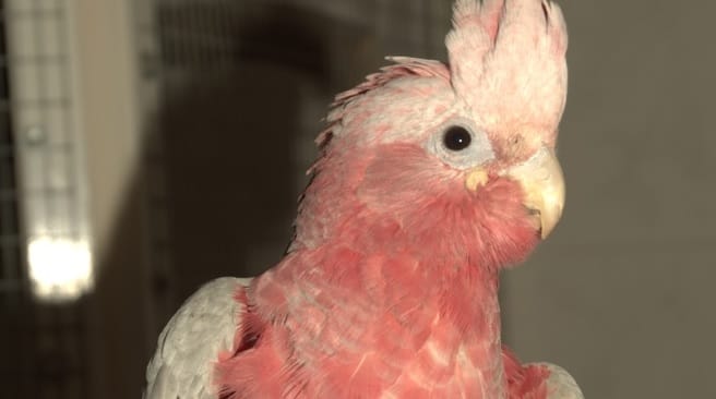 A Szegedi Vadasparkba került egy határon elfogott kakadu