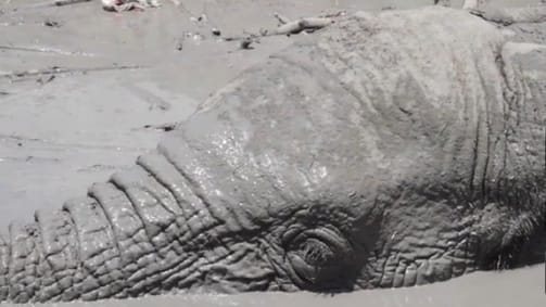 Videó: A kínhaláltól mentettek meg egy afrikai elefántot